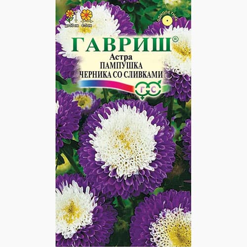 Астра Пампушка черника со сливками Гавриш артикул фото 1 Астра Пампушка черника со сливками Гавриш изображение 1 артикул 97590