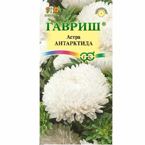 Астра пионовидная Антарктида Гавриш изображение 1 артикул 40578