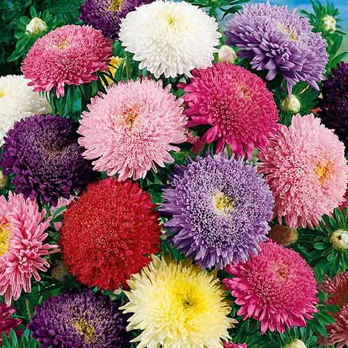 Астра Разноцветные помпоны, смесь окрасок изображение 1 артикул 73797