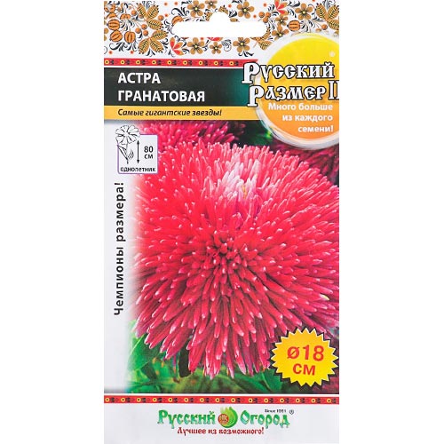 Астра Русский Размер II Гранатовая, семена артикул фото 1 Астра Русский Размер II Гранатовая, семена изображение 1 артикул 92440