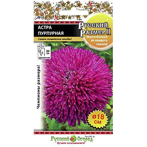 Астра Русский Размер II Пурпурная, семена изображение 1 артикул 94880