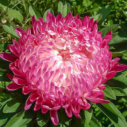 Астра Седая дама красная Premium Seeds артикул фото 1 Астра Седая дама красная Premium Seeds изображение 1 артикул 83883