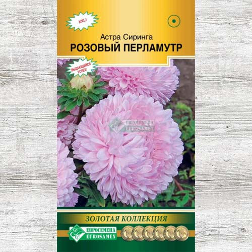 Астра Сиринга Розовый перламутр артикул фото 1 Астра Сиринга Розовый перламутр изображение 1 артикул 83443