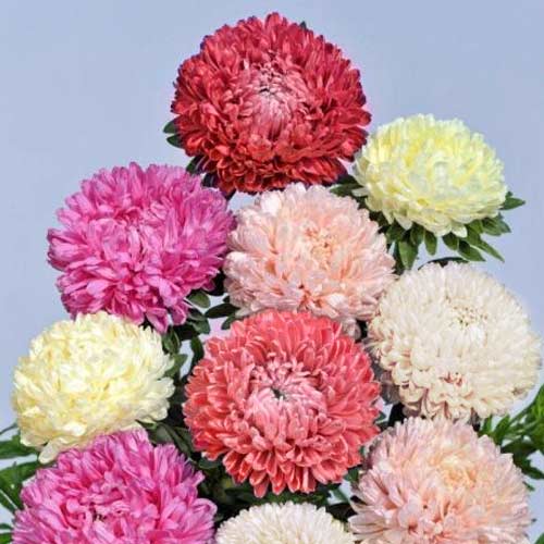 Астра Тауэр Лунная дорожка, смесь окрасок изображение 1 артикул 65799