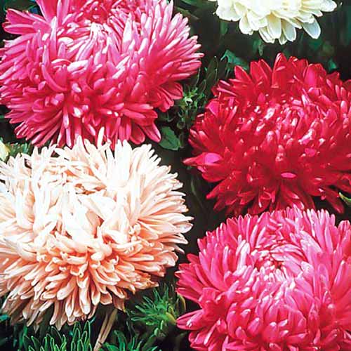 Астра Тауэр Рубиновый кубок, смесь окрасок изображение 1 артикул 71417