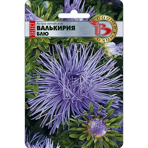 Астра Валькирия SELECT Блю, семена артикул фото 1 Астра Валькирия SELECT Блю, семена изображение 1 артикул 91544