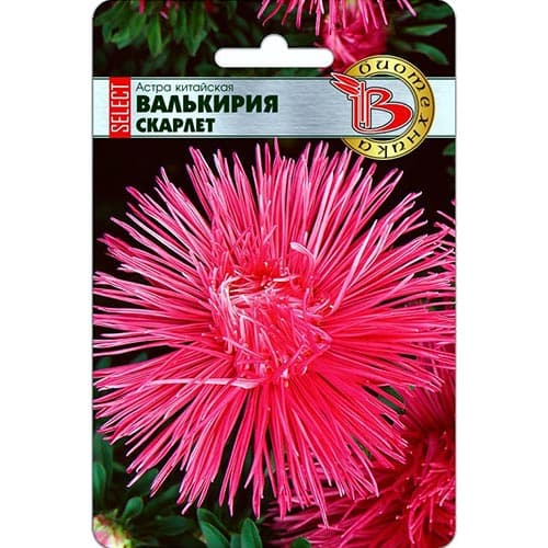 Астра Валькирия SELECT Скарлет, семена артикул фото 1 Астра Валькирия SELECT Скарлет, семена изображение 1 артикул 91546