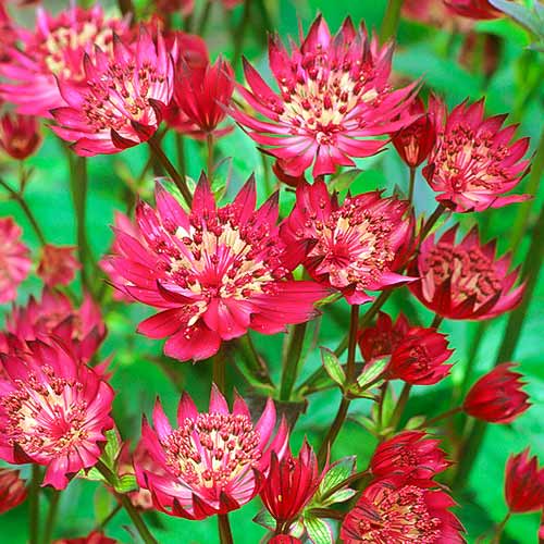 Астранция Кларет артикул фото 1 Астранция Кларет изображение 1 артикул 70349