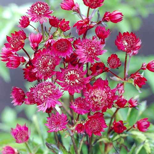 Астранция Руби Веддинг артикул фото 2 Астранция Руби Веддинг изображение 2 артикул 76026