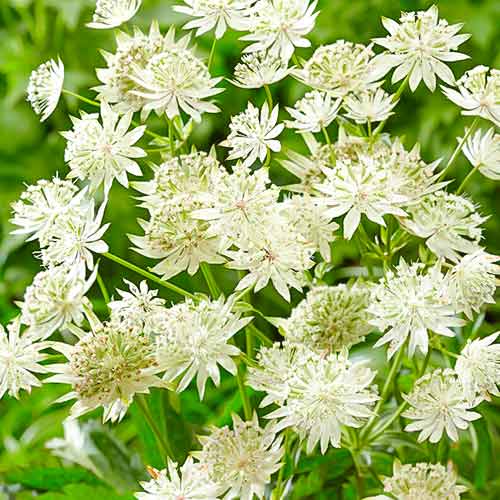 Астранция Вайт артикул фото 1 Астранция Вайт изображение 1 артикул 70350