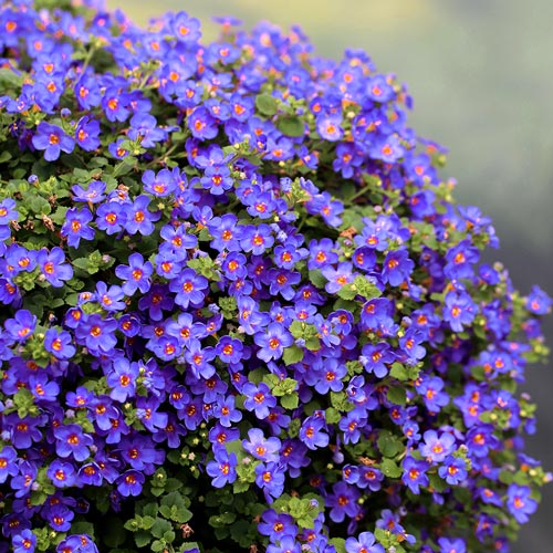 Обриета Каскад Блю изображение 1 артикул 6174