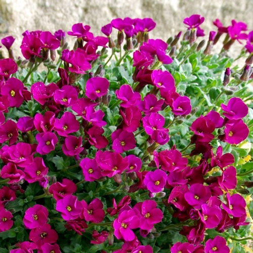 Обриета Каскад Ред изображение 1 артикул 6173