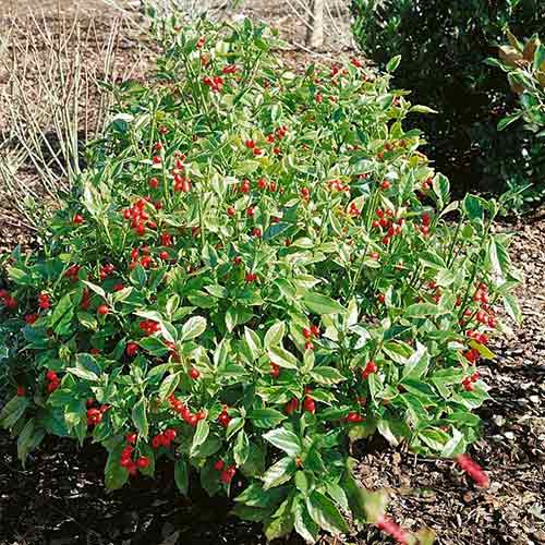 Аукуба японская Розанни изображение 1 артикул 3937