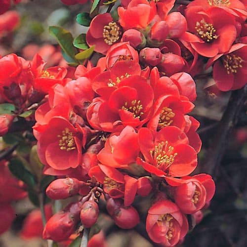 Айва японская Файр Дэнс изображение 1 артикул 9176