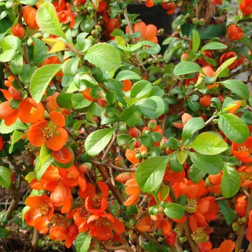 Айва японская Клементина изображение 1 артикул 9288