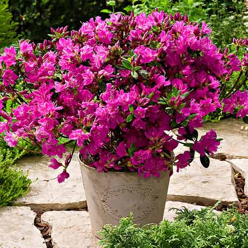 Азалия Гейша Пурпл изображение 1 артикул 9554