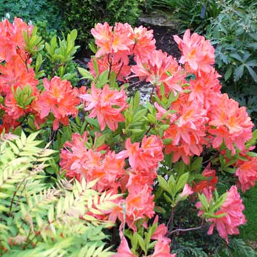 Азалия Паркфейер изображение 1 артикул 4799