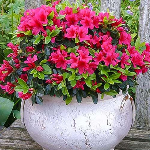 Азалия Пинк изображение 1 артикул 76684