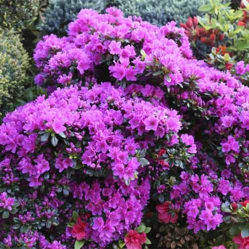 Азалия японская Geisha Purple изображение 1 артикул 9658