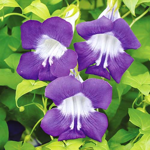 Азарина Музыка ветра изображение 1 артикул 71106