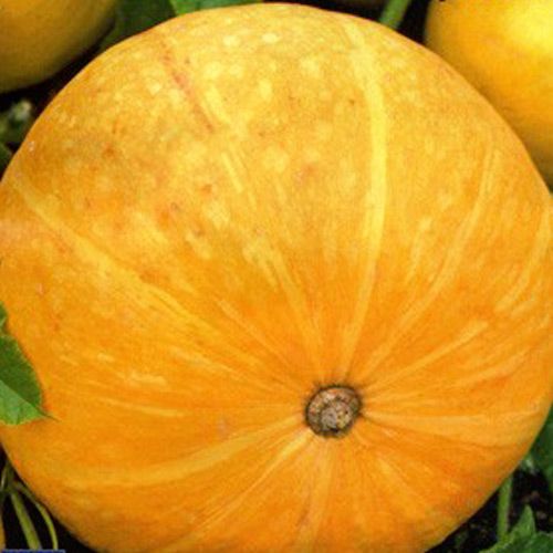 Тыква Большой Макс, семена изображение 1 артикул 30.4200