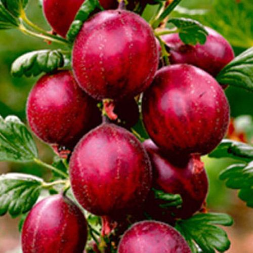 Крыжовник красный изображение 1 артикул 4962_1