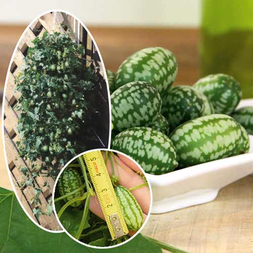 Мелотрия Мини-огурчик, семена изображение 1 артикул 30.8700