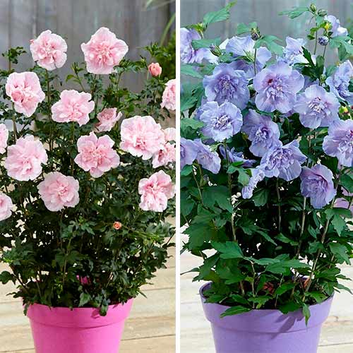 Комплект гибискусов Шифон из 2 саженцев изображение 1 артикул 76661