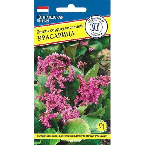 Бадан сердцелистный Красавица Престиж изображение 1 артикул 65802