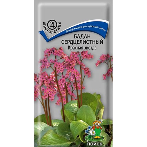 Бадан Красная звезда, семена изображение 1 артикул 92895