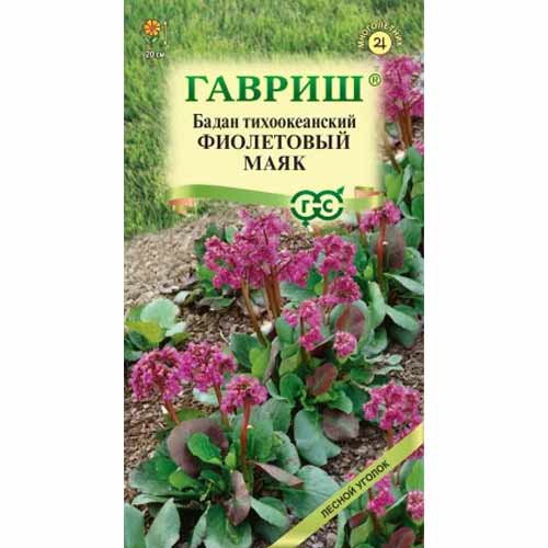 Бадан тихоокеанский Фиолетовый маяк Гавриш изображение 1 артикул 87996