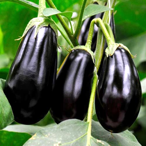 Баклажан Ажур F1 Седек изображение 1 артикул 82477