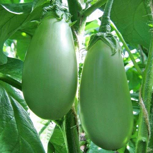 Баклажан Аленка изображение 1 артикул 78048