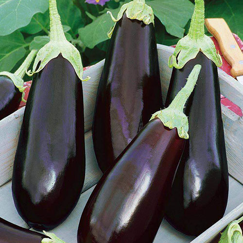 Баклажан Алешка F1 Premium Seeds изображение 1 артикул 83733