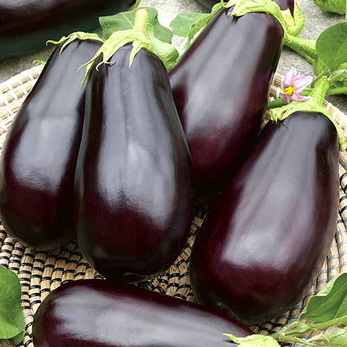 Баклажан Анет F1 изображение 1 артикул 73939