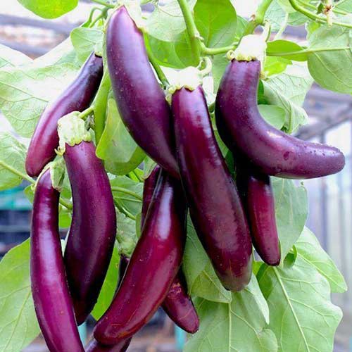 Баклажан Банан Седек изображение 1 артикул 84865