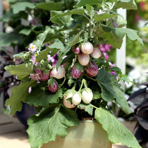 Баклажан Бэйби Страйп F1 изображение 1 артикул 65262