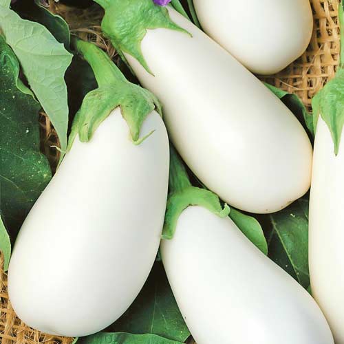 Баклажан Бибо F1 изображение 1 артикул 78002