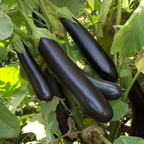 Баклажан Черная пантера Уральский дачник изображение 1 артикул 74150