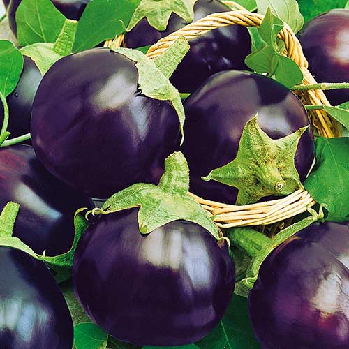 Баклажан Чисанчи изображение 1 артикул 78004