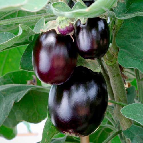 Баклажан Бэйби Блэк F1 артикул фото 1 Баклажан Бэйби Блэк F1 изображение 1 артикул 65263