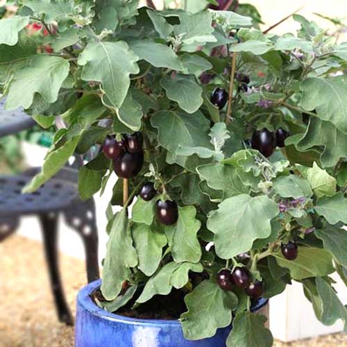 Баклажан Бэйби Блэк F1 артикул фото 2 Баклажан Бэйби Блэк F1 изображение 2 артикул 65263