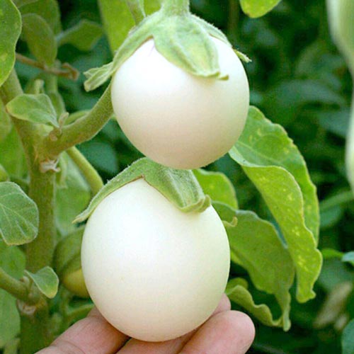 Баклажан Бэйби Уайт F1 изображение 2 артикул 65261