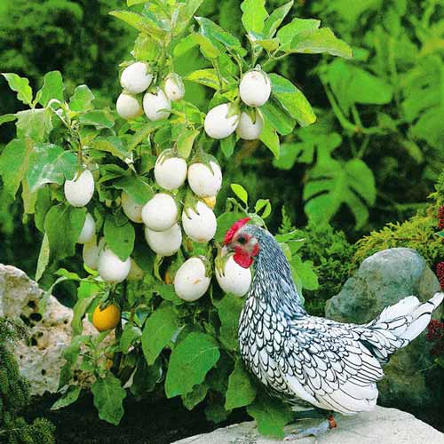 Баклажан Бэйби Уайт F1 изображение 3 артикул 65261