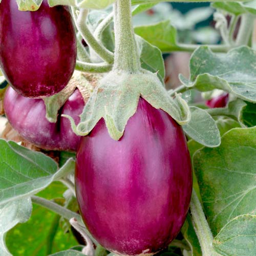 Баклажан Бэйби Вайолет F1 изображение 1 артикул 65264