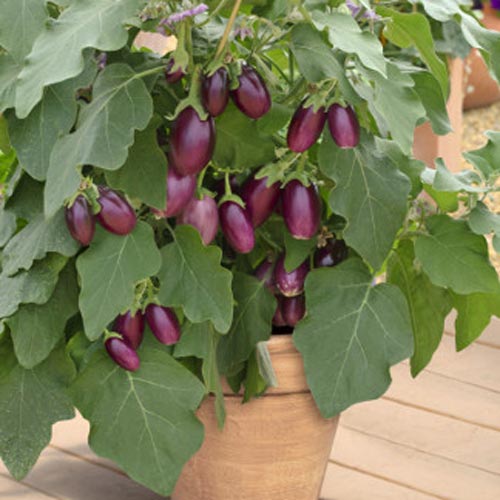 Баклажан Бэйби Вайолет F1 изображение 2 артикул 65264