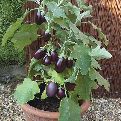 Баклажан Бэйби Вайолет F1 изображение 3 артикул 65264