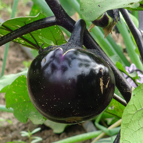 Баклажан Генеральский Уральский дачник изображение 1 артикул 83016