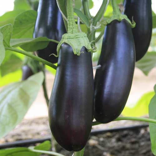 Баклажан Каприз F1 Седек изображение 1 артикул 82480