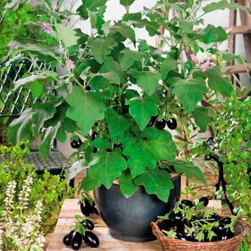 Баклажан Малыш Патио F1 изображение 1 артикул 71827